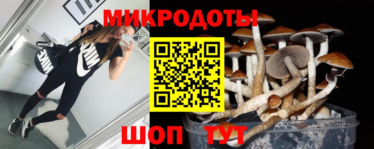 Псилоцибиновые грибы Psilocybe Чернушка